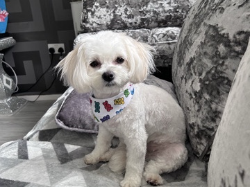 Maltese – Malitachon X Korean miniature Maltese – South Tyneside