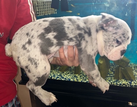 Olde English Bulldogge – English bull dog for sale
