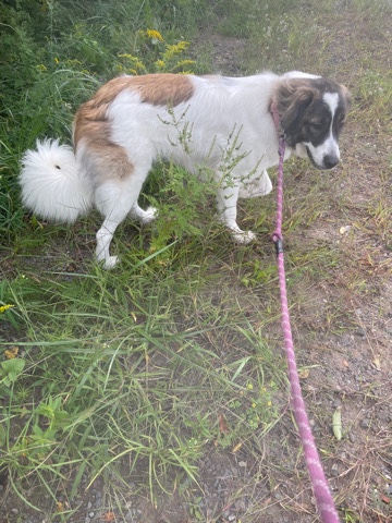 St. Bernard – beautiful cuddly female st.Bernard/great Pyrenees for sale