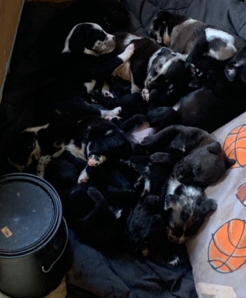 American Pit Bull Terrier – pitwiler for sale