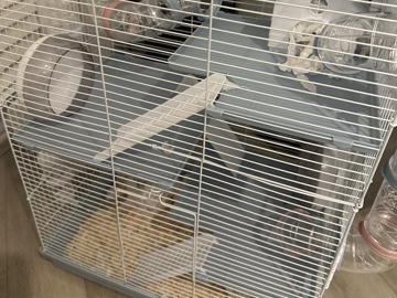 2 female adorable Chinese hamsters with cage/bedding and all food and set up requirements