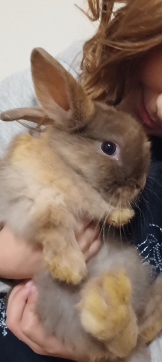 little female rabbit 