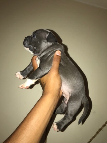 Exotic micro bully
