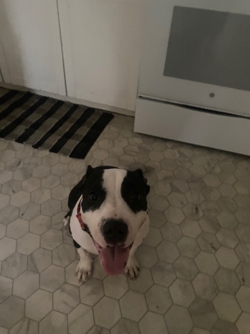 6 mo female pit bull