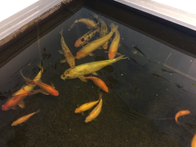 koi fish very big