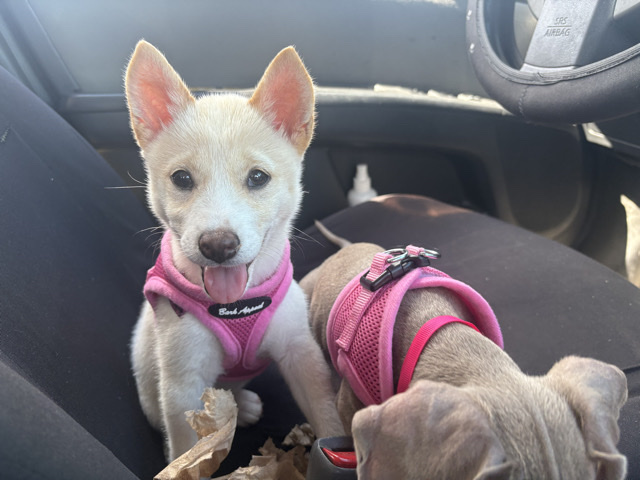 Shiba Inu – Shiba Inu – Palmetto