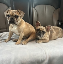 French Bulldogs