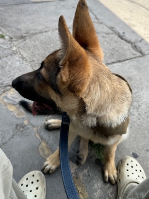 German Shepherd – Puppy female german shepherd for sale
