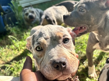 American Pit Bull Terrier – Merle American bully – Charlotte