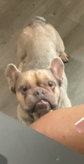 French Bulldog – REHOME Fluffy Frenchie