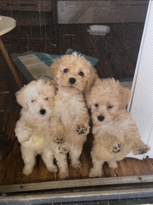 adorable maltipoo puppies