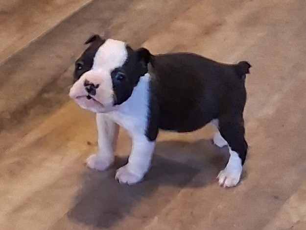 Boston Terrier – Adorable Boston Terrier Puppies – Portales