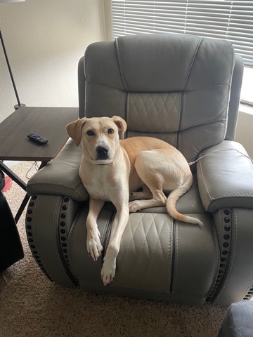 Labrador Retriever – Nova Needs a New Home