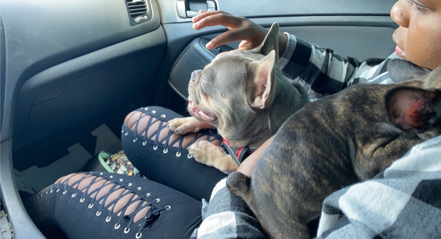 French Bulldog – French bulldog