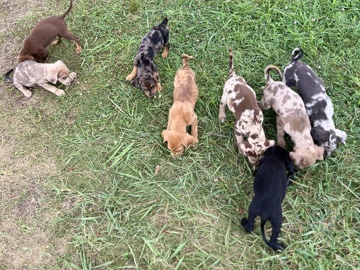 9 puppies for sell – Huron