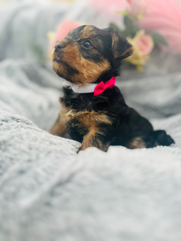 Yorkshire Terrier – Yorkshire terrier Miniature