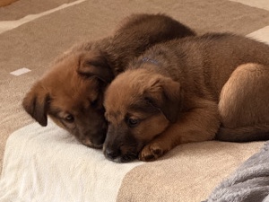Image of Australian Shepherd