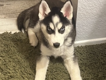 Siberian Husky – syberian husky