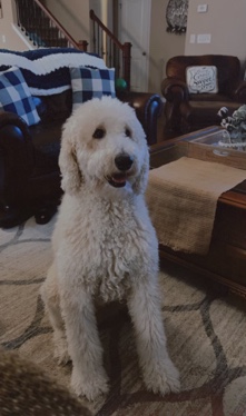 Golden Retriever – golden doodle