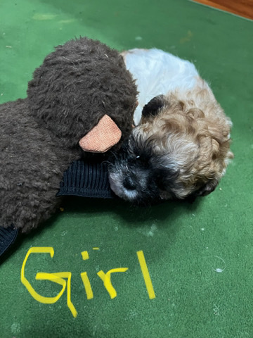 Shih Tzu – Teddy Bear
