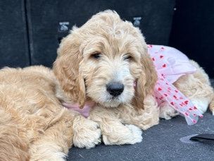 Goldendoodle – Satandard Golden Doodle – Hialeah