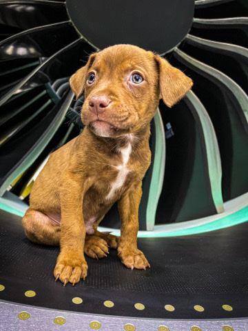 Fido Pitbull Mixed