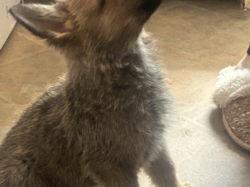 Belgian Shepherd Dog (Malinois) – malinois cross Rotterman pups for sale – Flint