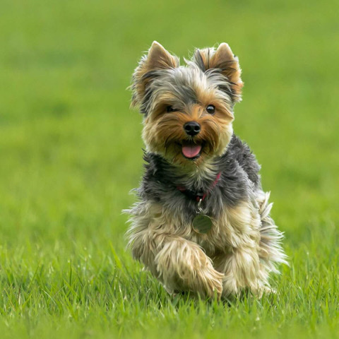 Yorkshire Terrier – Yorkshire for sale
