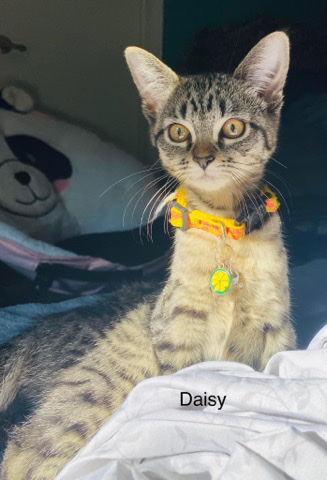 Daisy- F/S 3 months