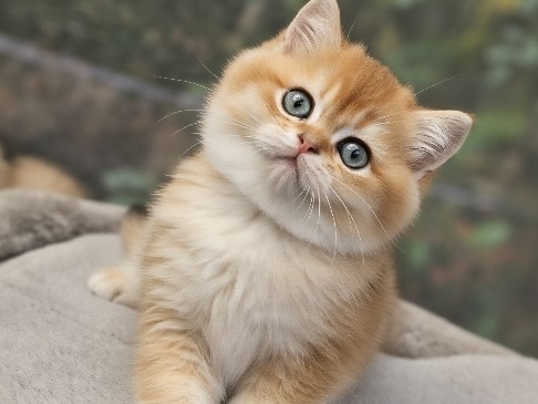 Britisch Kurzhaar Junge Leo