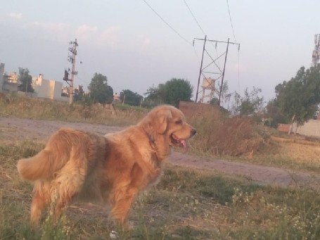Golden Retriever – golden retriever full show quality – Majari
