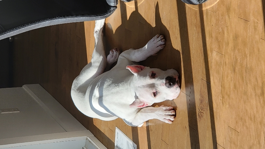 Dogo Argentino – Dogo Argentino