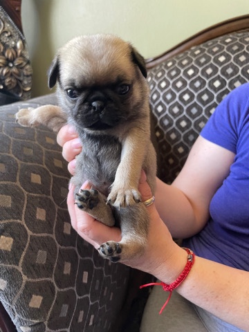 Pug – 4 week pugs 1 male and 4 females