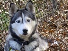 Siberian Husky – nala the husky – Cleveland