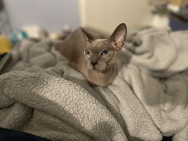 Sphynx – sphynx cat – Bakersfield
