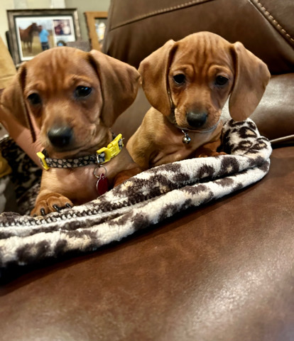 Dachshund – Two Mini Dachshund Female