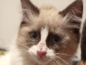 Ragdoll – female kitten – Billingham