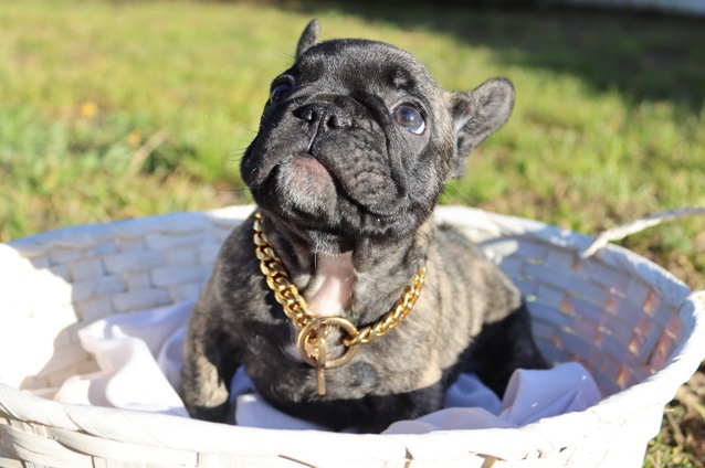 French Bulldog – Micro Frenchie Reverse Brindle Boy
