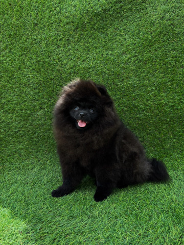 Pomeranian – Mini Pomeranian male