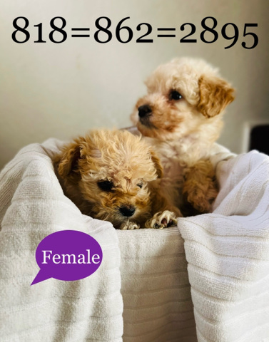 Maltese – maltipoo puppies available