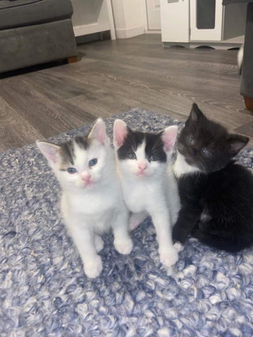 kitten