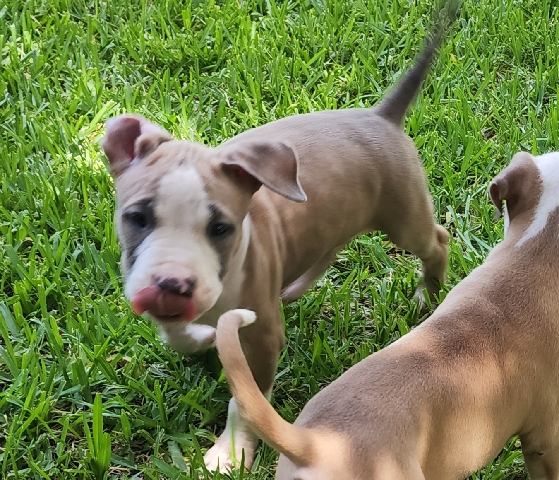 American Pit Bull Terrier – Last 1 Left American Pitbull Terrior