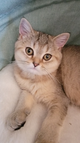 Scottish Fold – Purebreed Scottish kittens