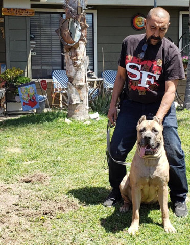 Cane Corso – Beautiful Lucy