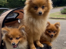 Pomeranian - Pomeranian puppies  available for adoption in London