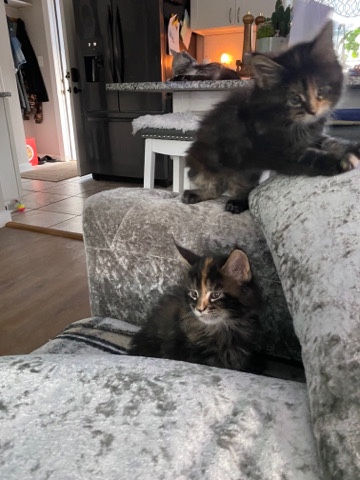 Maine Coon – available Aug 28