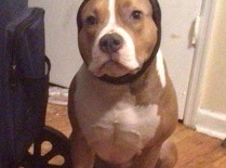American Pit Bull Terrier – Apollo Need a new home – New York