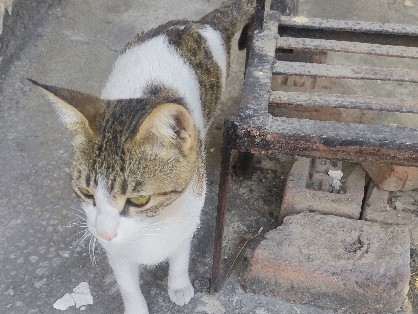 female cat – New Delhi