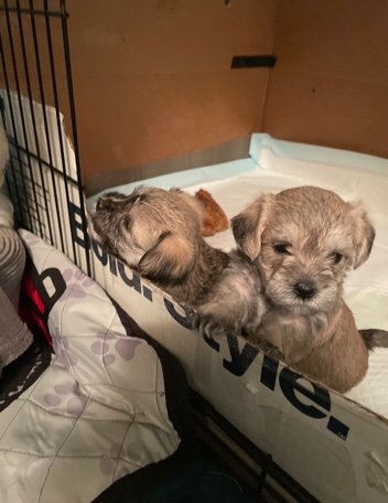 Miniature Schnauzer – 8 week old puppy for sale