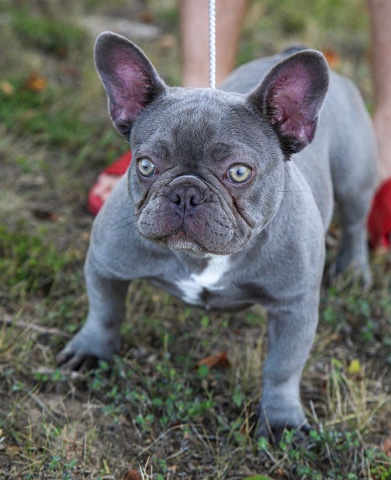 French Bulldog – female lilac french bulldog